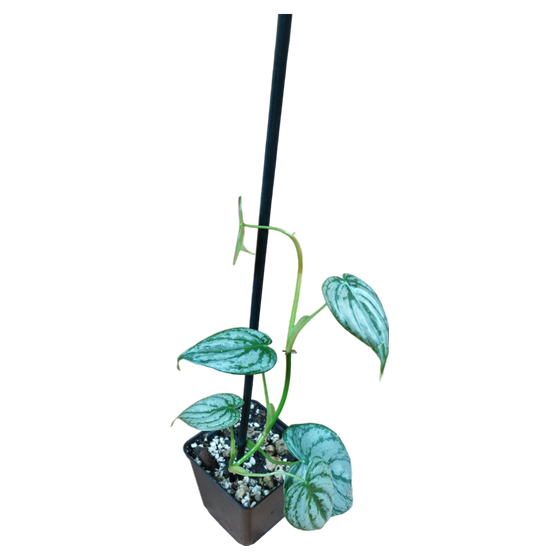 Philodendron brandtianum S