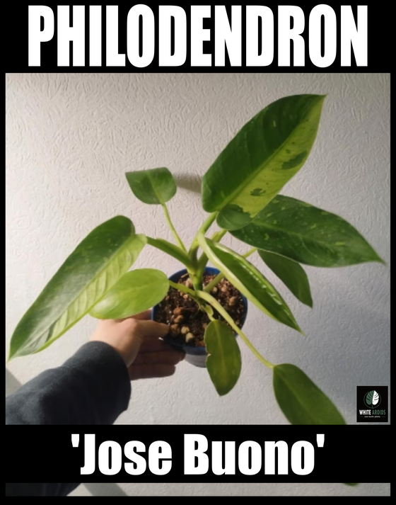 Philodendron imbo  'Jose Buono' (M-L)