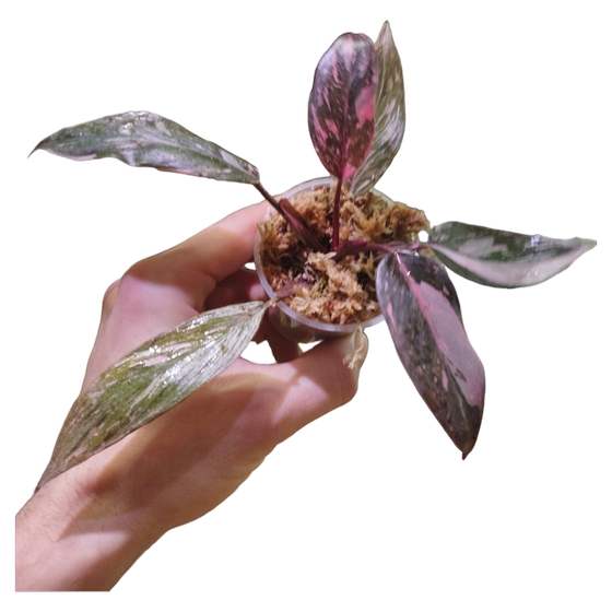 Philodendron Pink Princess 'Marble' Babyplant