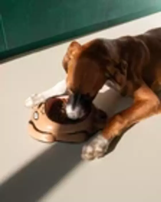 Dog Bowl by Jean Jullien