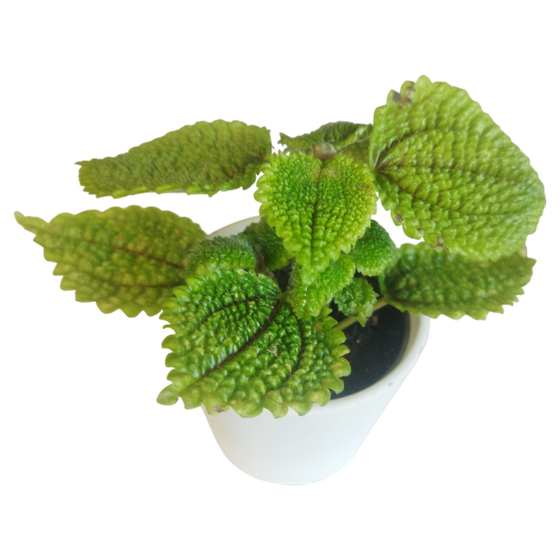 Pilea involucrata 'Moon Valley' Babyplant
