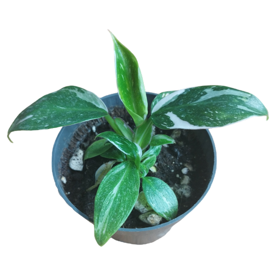 Philodendron White Princess Babyplant