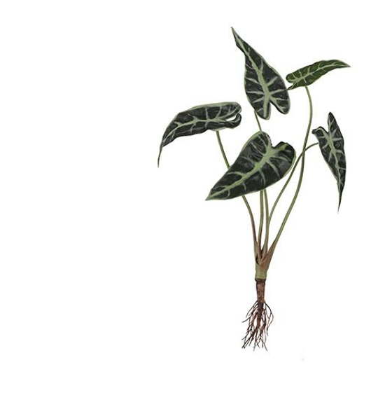 Kunstpflanze | Alocasia mit Wurzeln - Grün/40cm