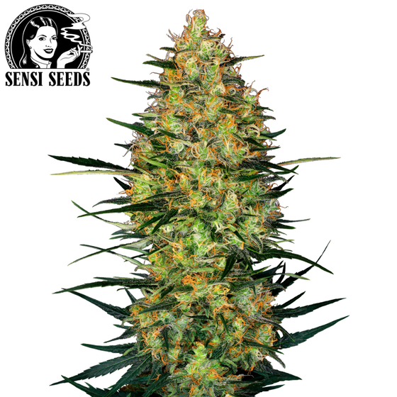 Samen, Sensi Seeds®, Caramellow Kush, Auto