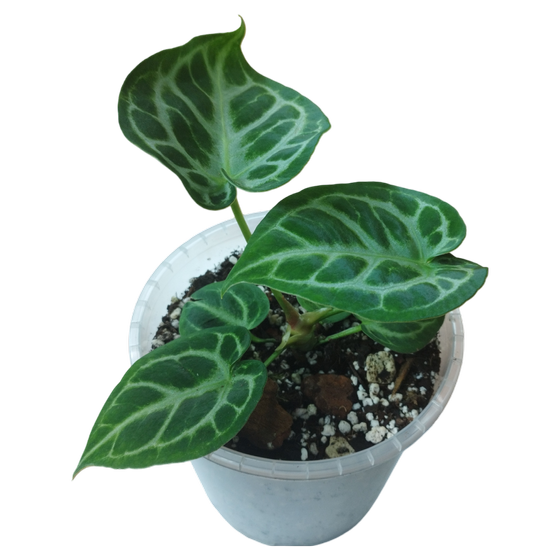 Anthurium crystallinum 'Silver Blush' M