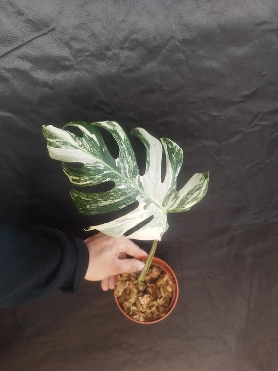 Monstera Deliciosa Variegata Stammsteckling *A Grade*