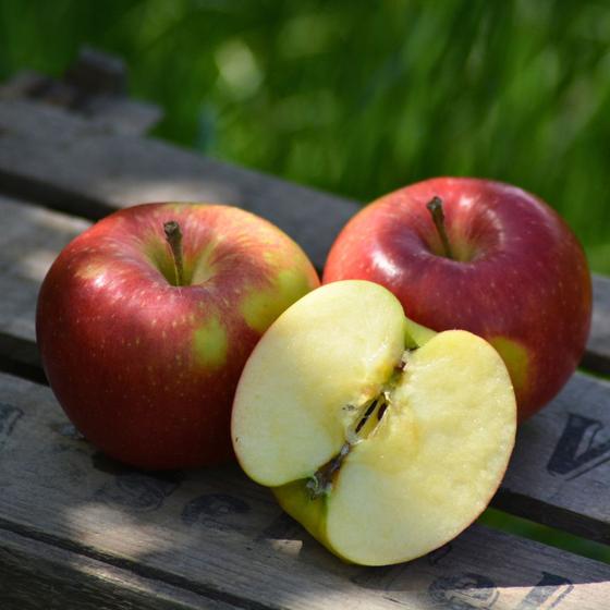 jonagold apfelsorte 