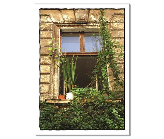 Foto eines offenen Fensters in einer alten efeubewachsenen Fassade. Naturverbunden. 