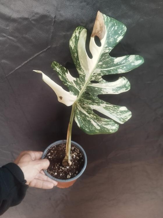 Monstera Deliciosa Variegata Stammsteckling *A Grade*