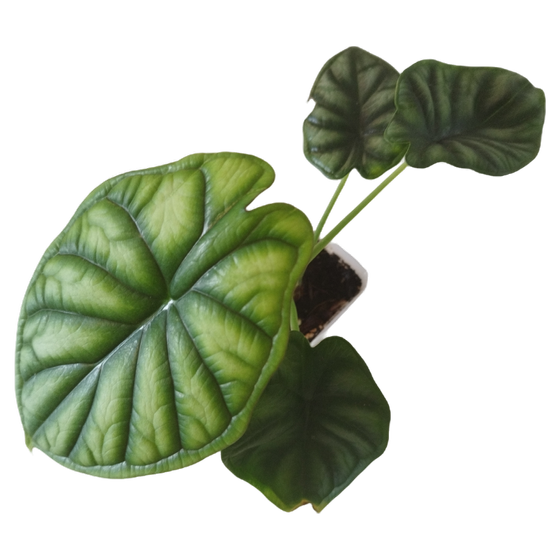Alocasia baginda 'Dragon Scale' Babyplant