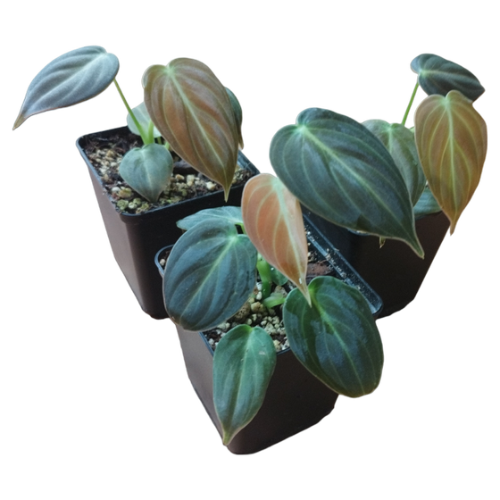 Philodendron Melanochrysum Babyplant