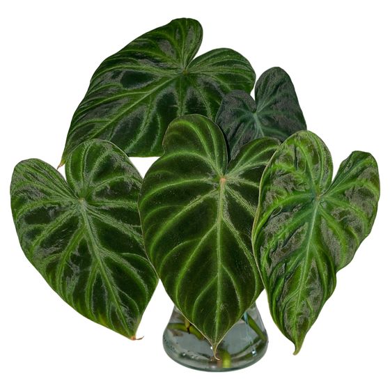 Philodendron Verrucosum Stammsteckling