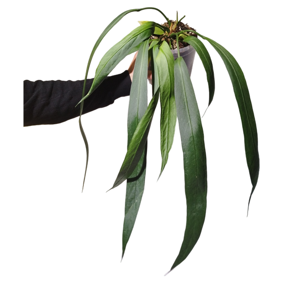 Anthurium vittarifolium XL