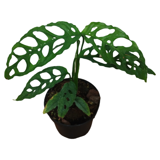 Monstera Obliqua Peru M-L