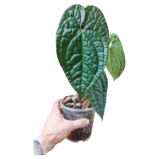 Anthurium Black Magic M (Anthurium Jade x Luxurians)