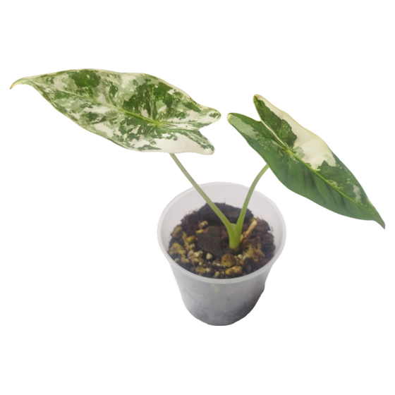 Alocasia Frydek Variegata Babyplant