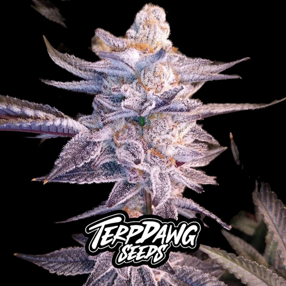 Samen, Terpdawg Seeds, 069 Skyline Cookies