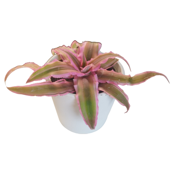 Crypanthus bivittatus 'Pink Star' Babyplant
