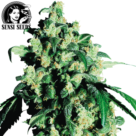 Samen, Sensi Seeds®, Super Skunk