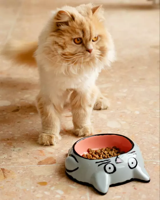 Cat Bowl by Jean Jullien