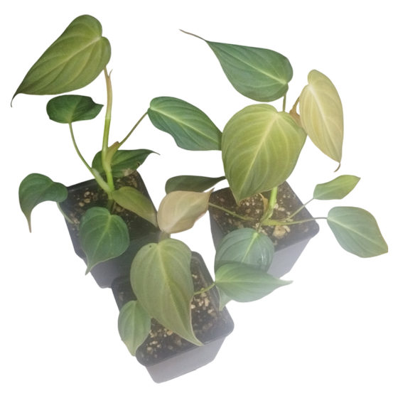Philodendron Glorious S (melanochrysum x gloriosum)