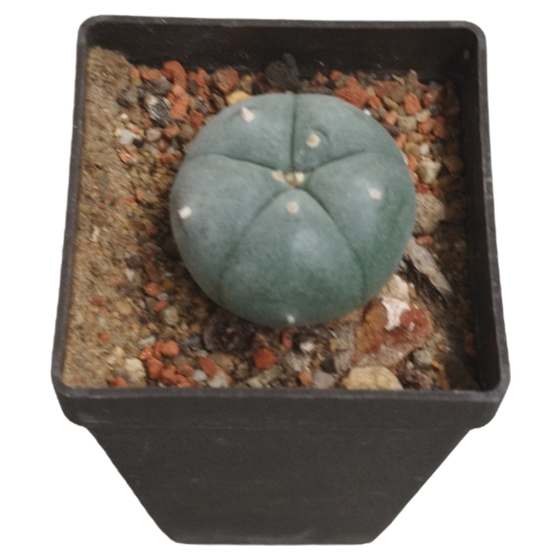 Lophophora Williamsii Peyote Kaktus