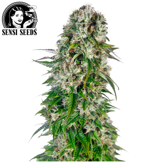 Samen, Sensi Seeds®, Big Bud, Auto
