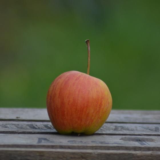 rubinette apfel bio