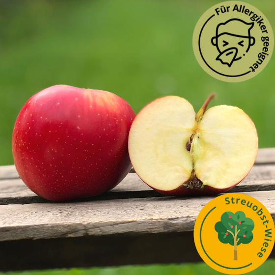 Kaiser Wilhelm Alte Apfelsorte