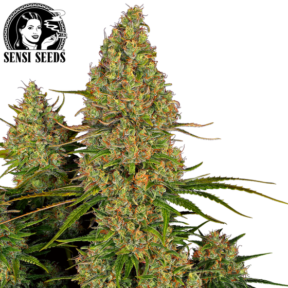 Samen, Sensi Seeds®, Sticky Orange XXL, Auto