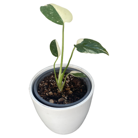 Monstera deliciosa 'Thai Constellation' S