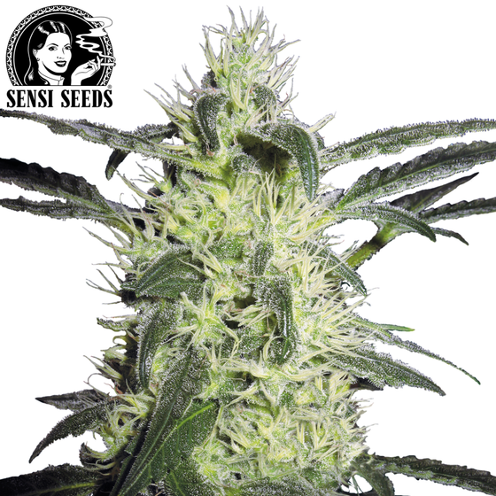 Samen, Sensi Seeds®, Silver Haze