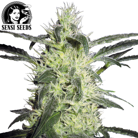 Samen, Sensi Seeds®, Silver Haze