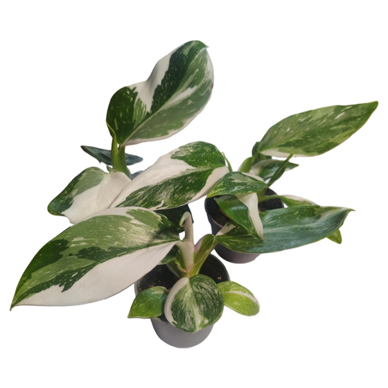 Philodendron White Wizard Babyplant
