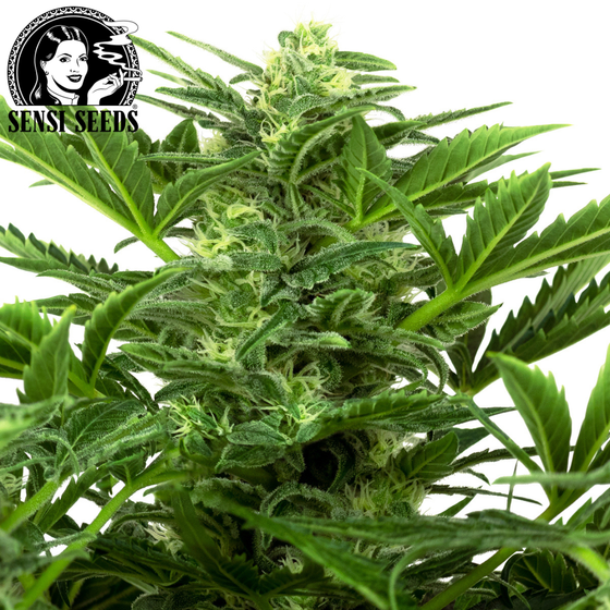 Samen, Sensi Seeds®, Mandarin Punch, Auto