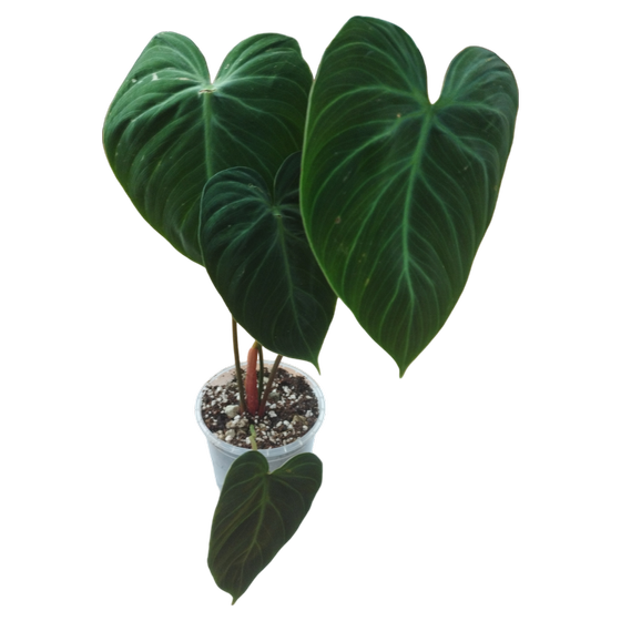 Philodendron rubrijuvenile 'El Choco Red' M-L