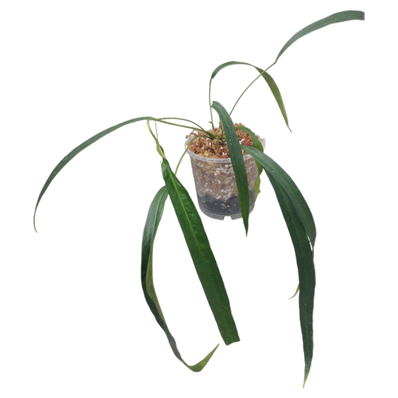Anthurium friedrichsthalii L