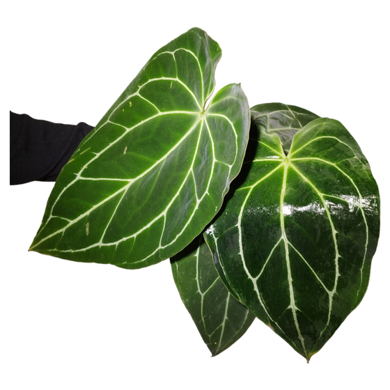 Anthurium crystallinum XL