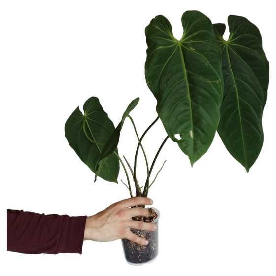 Anthurium metallicum L