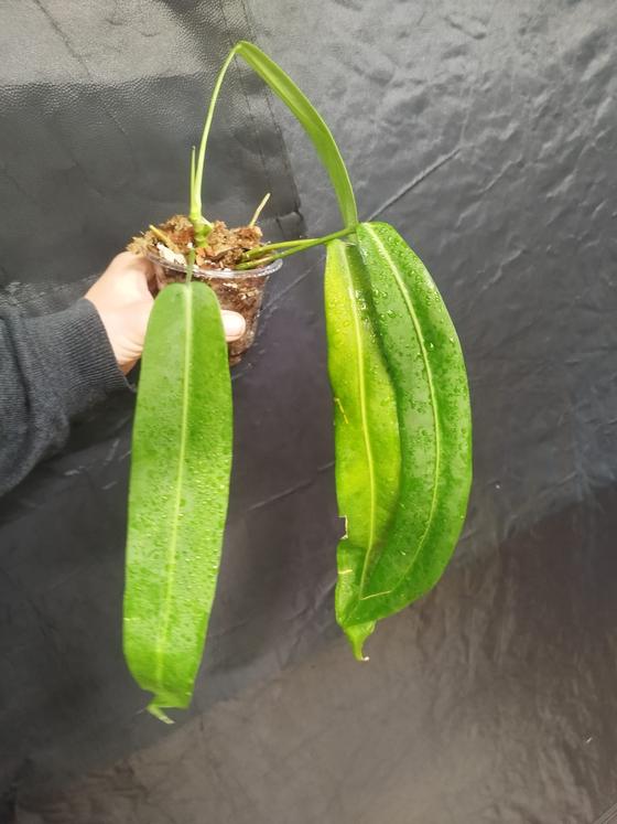 Anthurium Pallidiflorum (M)