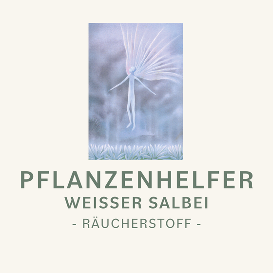 Weißer Salbei Pflanzenhelfer
