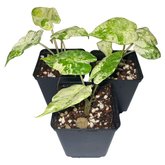 Alocasia macrorrhiza Splash Variegata Babyplant