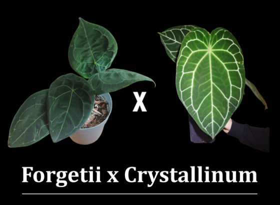 Anthurium Forgetii x Anthurium Crystallinum Babyplant