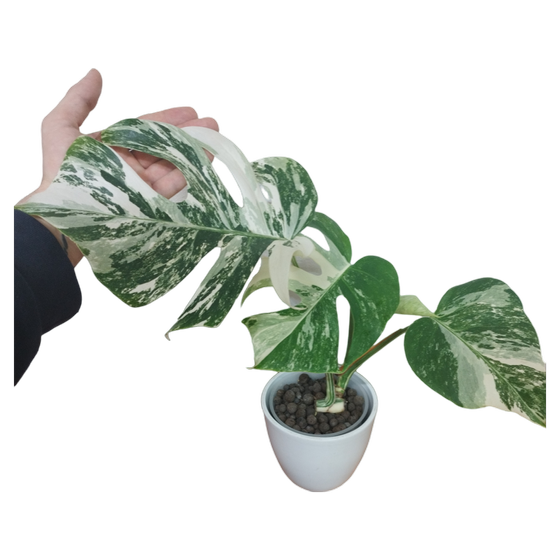 Monstera Deliciosa Variegata *highly variegated* Hydrokultur