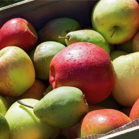 Lebensmittel retter box 