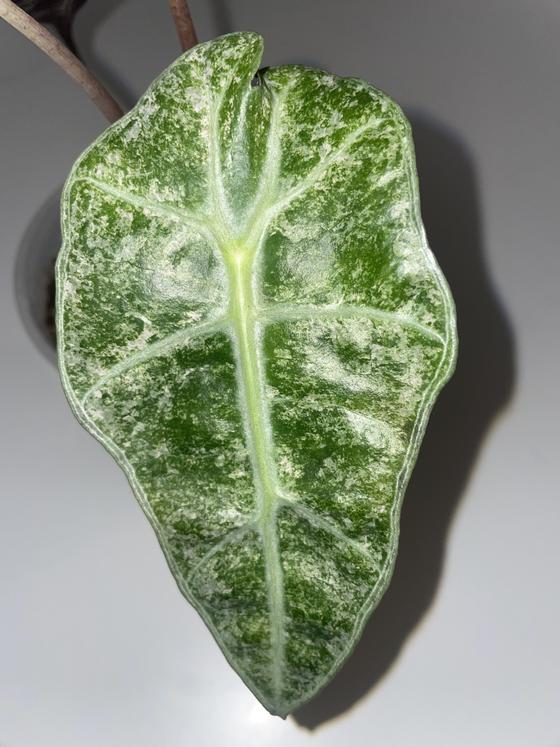 Alocasia Polly Variegata