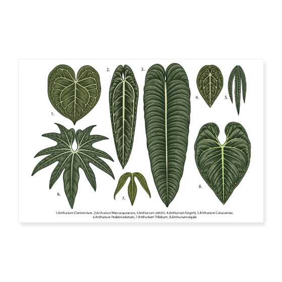 Anthurium Arten Übersicht Poster ab