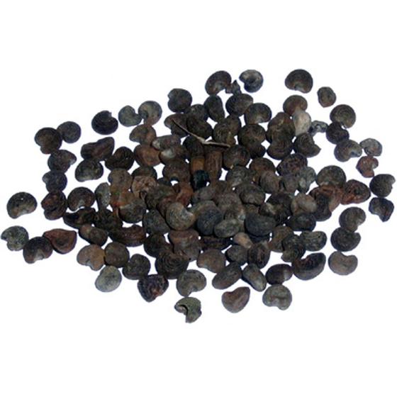 Moschuskörner Pflanzenhelfer