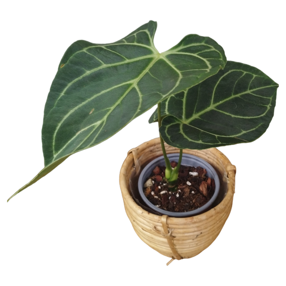Anthurium Regale M-L