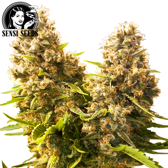 Samen, Sensi Seeds®, Banana Kush Cake, Auto